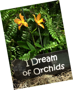 I Dream of Orchids
