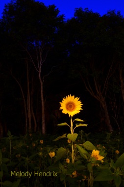 light-painted-sunflower